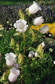 Campanula incurva